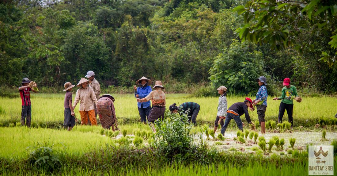 Lifestyle - Banteay Srei District